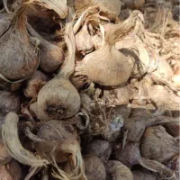 پیاز زعفران