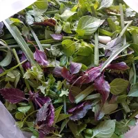 سبزی خوردن پاک شده نیشابوری تازه