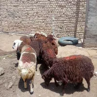 7عدد بره ماده درجع یک بفروش میرسد