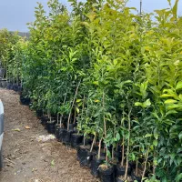نهال درخت باغ تولیدی نهالستان رز عطری