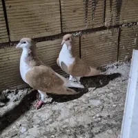 کبوتر نر ماده شیرازی زرد خال سیاه