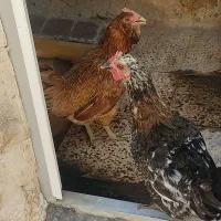دوتا مرغ یه ریشو یه گلین