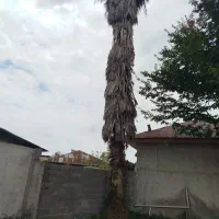 درخت فونیکس بزرگ قد 15متر