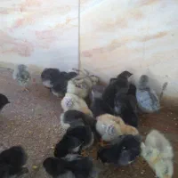 جوجه گلین اصل