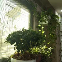 استخدام نیروی جوان