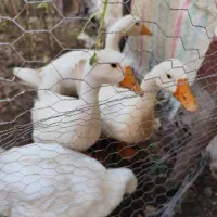 قوغاز لیندا