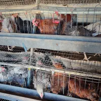 خریداروفروشنده مرغ رسمی گلپایگان تخمگذار بومی خروس