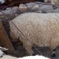 بره بازمین معاوضه کردی پیام بده