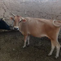 گاو فروشی