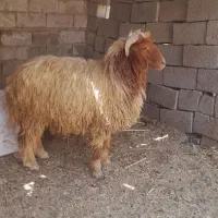 دوگوسفند نر بزرگ