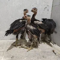 جوجه لاری. چهل تاج