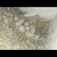 تخم مرغ