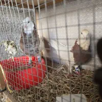 یه جفت کفتر طوقی عروسک