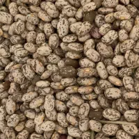 لوبیا