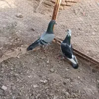 جفت سبز و ابلغ چاپی