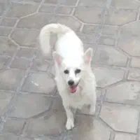 سگ پامر