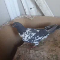 کفتر دورگ نواری یا همون قاره
