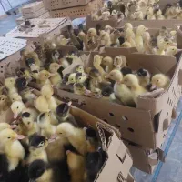 فروش جوجه اردک