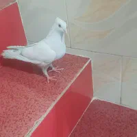 کبوتر دم زرد