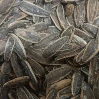 تخمه آفتاب کانادایی
