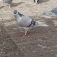کبوتر تک پشت نر شیر سیاه ماده دم سفید