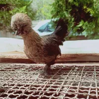 جوجه نیمچه سلطان مرغ خانگی