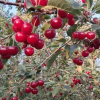 خریدار آلبالو مجار(خرید و فروش)