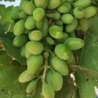 انگور خراج