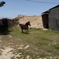 مادیون ترکی خالص