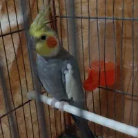 عروس هلندی نر سخنگو