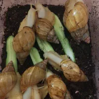 فروش ویژه ی حلزون