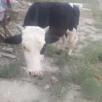 گاوه نره سیمینتال دو ساله