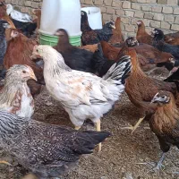 200مرغ خروس جوان  5 ماهه جوجه