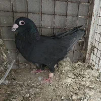 زاغ|پرنده|سیرجان, |دیوار