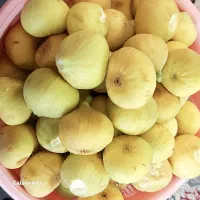 انجیر زرد شیرین تازه (همان روز چیده می‌شود)