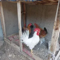 ۳مرغ تخم گذار  (جداهم فروخته می شود‌)