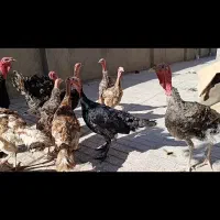 جوجه بوقلمون و جوجه مرغ زیر مرغی