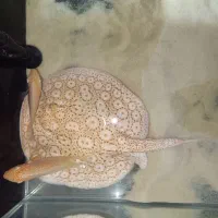 سفره ماهی پرل آلبینو