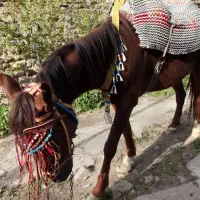 اسب