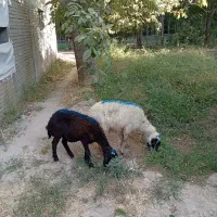 یک عدد میش با بره