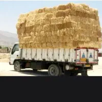 سوفال گندم