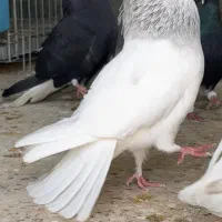 کبوتر کله آبی الماسی