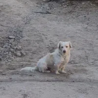 سگ پاکوتاه