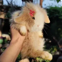 شارژ مجدد حیوانات