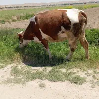 نوبر گوشتی جوان