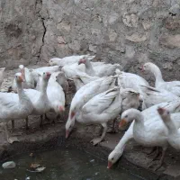 غاز|حیوانات مزرعه|کرمانشاه, |دیوار