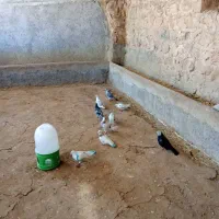 کبوتر|پرنده|ایوان, |دیوار
