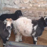 بره چاق|حیوانات مزرعه|مسجد سلیمان, |دیوار