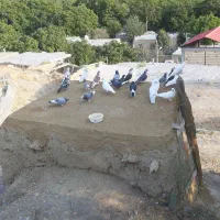 کبوتر