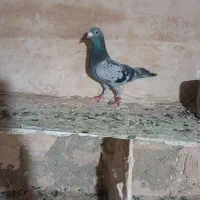 کفتر المانی پلاکی مسافتی